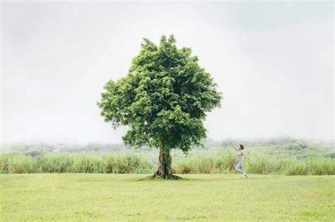 有什麼樹|50 個種樹帶來的好處： 減少溫室效應、對環境與人更好